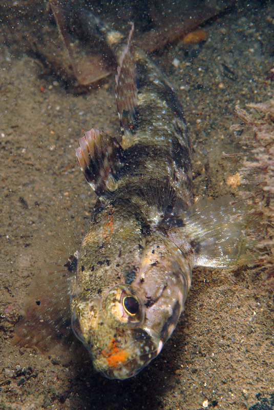 Gobius paganellus - Tavolozza di colori!